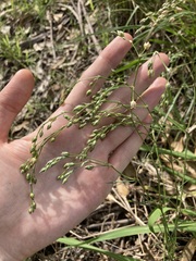 Spergula levis
