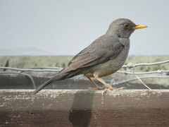 Turdus smithi
