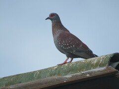 Columba guinea phaeonota
