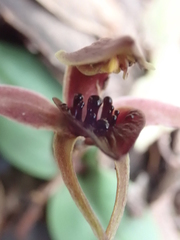 Chiloglottis grammata