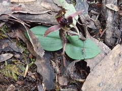 Chiloglottis grammata