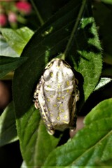 Hyperolius marmoratus