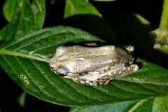 Hyperolius marmoratus