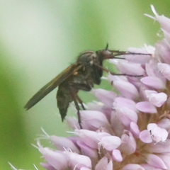 Empis tessellata