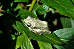 Hyperolius marmoratus