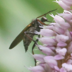 Empis tessellata