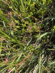 Pelargonium grossularioides