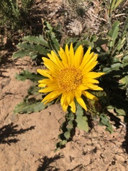 Berkheya armata
