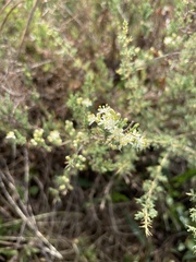 Asparagus suaveolens