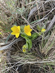Hypoxis hemerocallidea