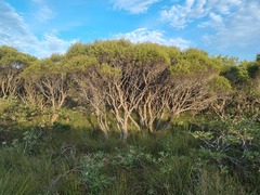 Leptospermum whitei