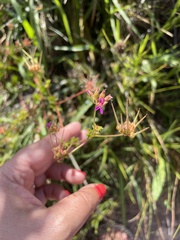 Pelargonium grossularioides