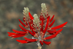 Erythrina flabelliformis