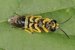 Tenthredo zonula
