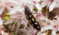 Castiarina parallela
