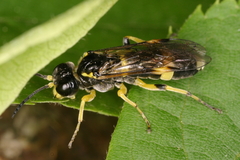 Tenthredo zonula