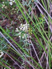 Platysace ericoides
