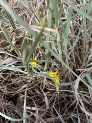 Hypoxis rigidula