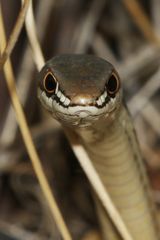Masticophis bilineatus