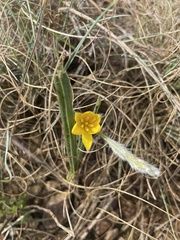 Hypoxis rigidula