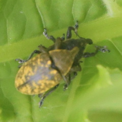 Larinus sturnus
