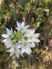 Allium neapolitanum
