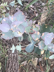 Eucalyptus baueriana