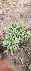 Delosperma pilosulum