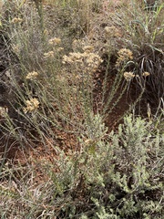 Helichrysum kraussii