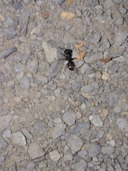 Camponotus modoc