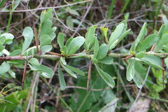 Gymnosporia buxifolia