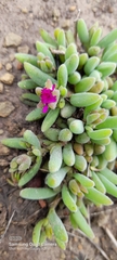 Delosperma pilosulum