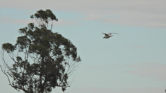 Chroicocephalus maculipennis