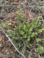 Dyschoriste setigera