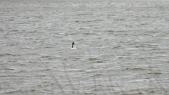 Cygnus melancoryphus