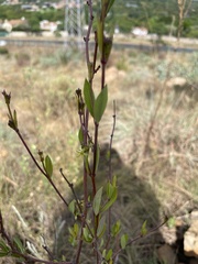 Cryptolepis oblongifolia