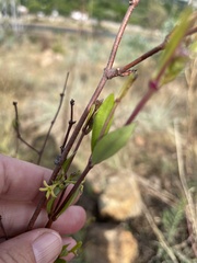 Cryptolepis oblongifolia