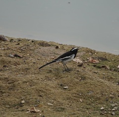 Motacilla maderaspatensis