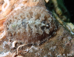 Acanthochitona fascicularis