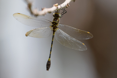 Phyllomacromia picta