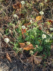Scabiosa ochroleuca