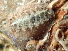 Acanthochitona fascicularis