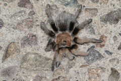 Aphonopelma chalcodes