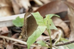 Mycalesis anaxias