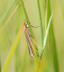 Corynophora lativittalis
