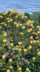 Leucospermum conocarpodendron