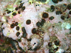 Cliona viridis