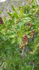 Anisomeria littoralis