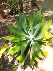 Agave