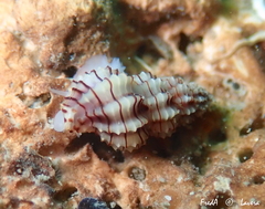 Cyrillia linearis